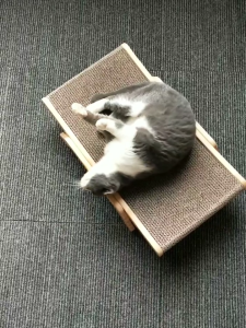 SG 3 in 1 Wood Cat Scratcher Cat Scratch Board Bed