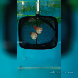 Guppy (Albino Full Red) Ikan Guppy (1set=2 Male +1 Female) Ready Stock