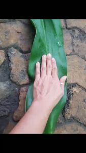 Lá cây đại tướng quân tươi Lá cây náng hoa nắng hỗ trợ chữa đau lưng và bong gân Minh Hân Garden