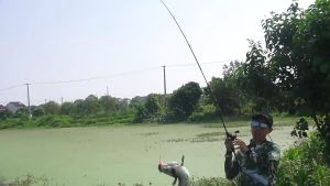 Nhái hơi câu lure cá lóc bông chẽm ném xa 14g55mm