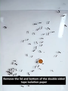 🐜100%kills all ants🐜 Cockroach bait Roach Bait Pet & Kid Friendly Tropical Climate Formula 螞蟻藥 強力 Cockroach bait Cockroach Gel Bait Roach Killer Gel Cockroach powder bait cockroach medicine Cockroach repellent Cockroach Bait Killer