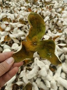 Authentic Guangdong Speciality Newui Old Tree Chinesepineapple Peels Genuine Traditional Snack Dried Fruit Skin Bagasse Tea