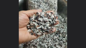 GẠO NGŨ SẮC 2KG - Gạo THỰC DƯỠNG hữu cơ An Phương - PHUONGAN_SHOP