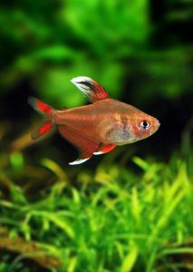 Whitefin Ornatus Tetra /Ornamental fish/Freshwater/Readystock