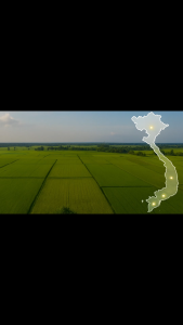 Chế Phẩm Rildzomigol Super 68WG – Hỗ trợ phòng ngừa nấm bệnh cho cây trồng (Gói 100g)