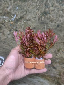 rotala hra media pot tanaman aquascape