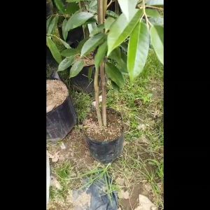 Bibit Durian Bawor Super BERKUALITAS