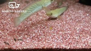 BRBN Channa Stewartii - Assamese Snakehead - Channa - Snakehead - Ikan Channa - Aquarium Freshwater Fish / Ikan Air Tawar
