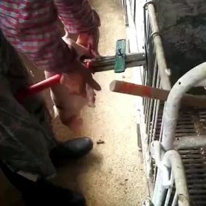 Castration tool castration holder for piglets castration tool for piglet Piglet Castration Tool hang type castration