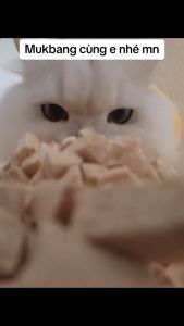 (HỎA TỐC 2H)(HÀNG MỚI)0.5KG Thịt sấy khô cho mèo đồ ăn vặt cho mèo gà sấy gan sấy trứng lòng đỏ sấy trộn với hạt cho mèo hạt cho chó