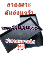 ถาดเพาะต้นอ่อนทานตะวัน แบบ (ไม่มีรู) จํานวน 2 ถาด