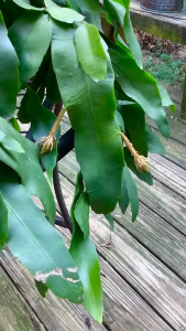 queen of the night cuttings