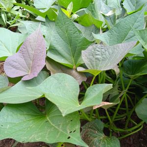 Daun Umbi Jalar Umbi Ungu Segar 1 kg