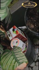 NATURKEM Obat Herbal Kanker Kista Paling Ampuh Mengatasi Tumor Mioma Mengobati Amandel Obat Kanker