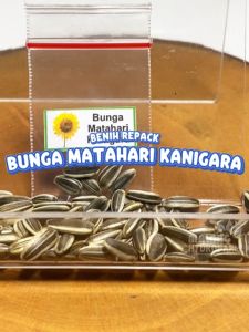 Benih Bunga Matahari Kanigara IPB Unggulan berkualitas biji bibit hydroponik hidroponik sayuran tanaman sun flower