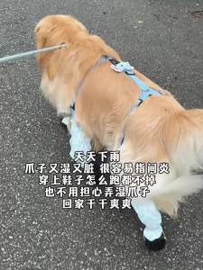hipidog | Non-slip Soft Soled Dog Shoes Medium to Large and Small Dogs