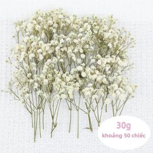 50 Bông Hoa Babys Breath Khô Dùng Làm Bó Hoa & Trang Trí Tiệc Cưới Bình Hoa Tự Làm Cỏ Pampas Trang Trí Nhà Cửa