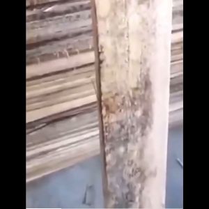 【现货 Ready Stock】-Mould Remover Spray For Wood 木材除霉剂衣柜子 防霉喷雾 500ml