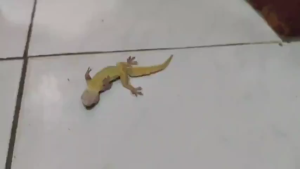 🦎ติดเลย ไม่มีตุ๊กแกทั่วบ้าน🦎ครีมกำจัดจิ้งจก ยาเบื่อจิ้งจก ยาฆ่าจิ้งจก ยากำจัดตุ๊กแก 8 ชิ้น ใช้งานง่าย เหยื่อที่มีประสิทธิภาพสูง ได้ผลเร็ว กำจัดได้ทั้งจิ้งจก ตุ๊กแก และ แมลงต่างๆ ไล่จิ้งจก กำจัดจิ้กจก ยาป้ายจิ้งจก ยาฆ่าตุ๊กแก ยาไล่ตุ๊กแก ไล่ตุ๊กแกถาวร