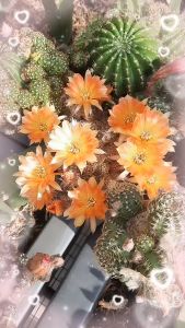 Xương Rồng Combo nhiều loại lobi xổ số  Có tặng kèm chậu nhựa nhỏ