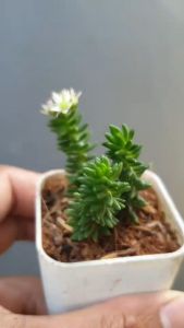 ต้นไม้อวบน้ำ กุหลาบหิน Sedum Goldmanii #cactus #succulent #Sedum