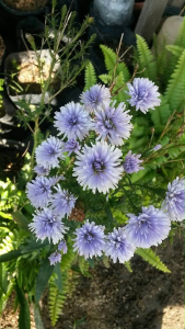 MM - Anak Pokok Bunga Aster / Chinese Aster Plant sapling