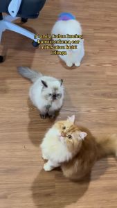 Clever Solutions - EAR CLEANER (Pembersih Kotoran Telinga Kucing Grooming Kucing Pet Ear Cleaner Perawatan Kucing Tetes Telinga Kucing)