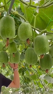 Biji Benih Kundur Pandan(15 Seeds)/ 一串铃冬瓜种子/Small Winter Melon Seeds /A Bunch of Bells MelonSeeds