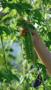 Hạt giống Khổ Qua Mỡ Trái Dài TISSA 373 Túi 2g(~10 hạt) Dễ trồng | Hạt giống Rạng Đông