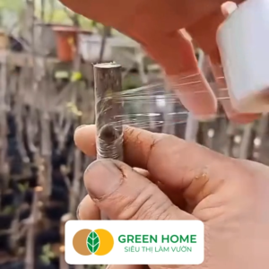 Mua 5 tặng 1 - Keo Ghép Cành GreenHome Dụng cụ làm vườn Bảo Vệ Mối Ghép Nhanh Liền Tự Dính Tự Huỷ Dễ Sử Dụng