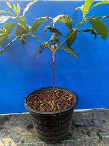 ต้นอะบิว เสียบยอด สายพันธุ์ลูกใหญ่ ขนาดผล 4ขีด-1 กก.