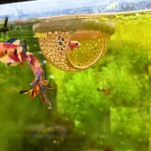 Aquarium Floating Cave Fish Shrimp Hideout Shelter 3-in-1 Hammock Feeding Ring & Resting Spot for Betta Shrimp Small Aquatic Pet