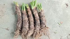 combo 5 cây ráy voi cao 50cm