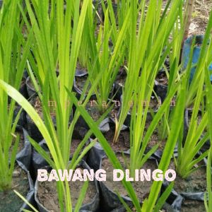 Bibit Tanaman Herbal Bawang Dlingo atau Bibit Jering Untuk Tolak Sawan Bagi Bayi Anda