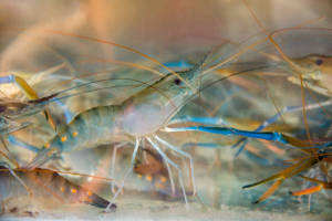 Live Giant River Prawn/Udang Galah/Ornamental fish/Freshwater/Readystock
