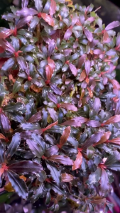 Bucephalandra Mini Boyan (Clump – Small) -  - Pokok Buce Mini Boyan (Rumpun Kecil) - मिनी बॉयन ब्यूसे Mini Boyan Bucephalandra – Compact Aquatic Beauty Small Clump Slow Grower Nano Tank Favorite Collector’s Aquascape LIVE PLANT