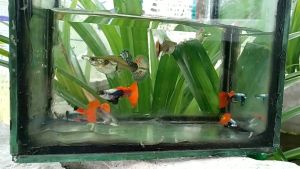 BIG EAR REDTAIL GUPPY (PAIR)