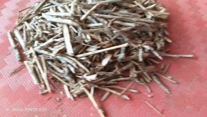 Ranting Pohon Cengkeh Kering / Dahan Pohon Cengkih Kering Alami / Natural Dried Clove Tree Twigs