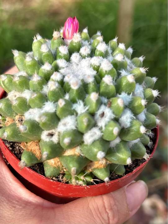 Cactus 85mm potMammillaria vagaspina craig Snow Cone Cactus Pot  Mammillaria Cactus Plant - Lazada | Lazada