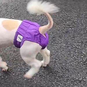 Westcoolpet Pet Menstrual Diaper Dog Sanitary Pants Comfortable Leak-proof Dog Diaper for Periods Incontinence Fastener Tape Pet Menstrual Pants for Potty Training