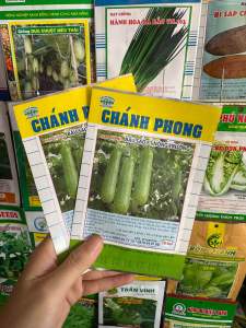 Hạt giống bầu sao siêu trái năng suất cao- hàng công ty Loại 1