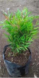 BIBIT BAMBU PAGARBAMBU HIASAN RUMAH BAMBU JEPNAG. BIBIT UNGGUL SIAP TANAM.