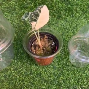 Clear Pot with Dome Cover: A Comprehensive Guide