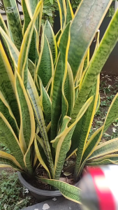 Senter Kepala LED Headlamp 3 Sinar Warna Super Terang Bisa Zoom Bisa Di Cas A39