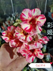 Adenium Obesum Bonsai ID 914 DB 彩姬 富贵花