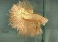 HALFMOON 24K SUPER GOLD BETTA (GRADE AAA) RARE SPECIMENS. 