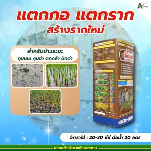 แตกกอ แตกราก สร้างรากใหม่ เอเจนต้า คอร์ป รากกินปุ๋ย ปรับ PH ดิน ฟื้นต้น ระยะคุมเลน คุมฆ่า