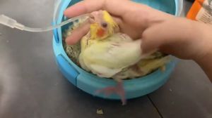 สายป้อนลูกนก สายป้อน สายป้อนอาหารนก สายพลาสติกสำหรับป้อนอาหารลูกสุนัข แมว นกแก้ว เลิฟเบิร์ด อุปกรณ์สำหรับนก