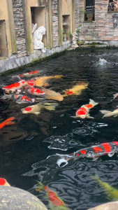 Cám cá koi Ninakoi [5kg]Cám cá koi tăng màutăng size HÀNG CHÍNH HÃNG