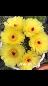 Xương Rồng parodia HOA CAM Đỏ hoặc VÀNG. Có tặng kèm chậu nhựa nhỏ